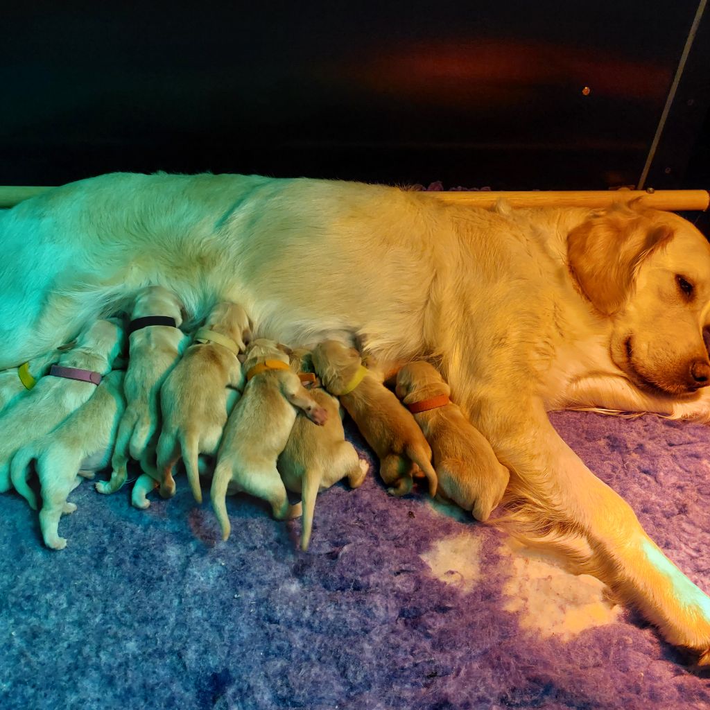 chiot Golden Retriever De La Cuvée Des Golden Boss