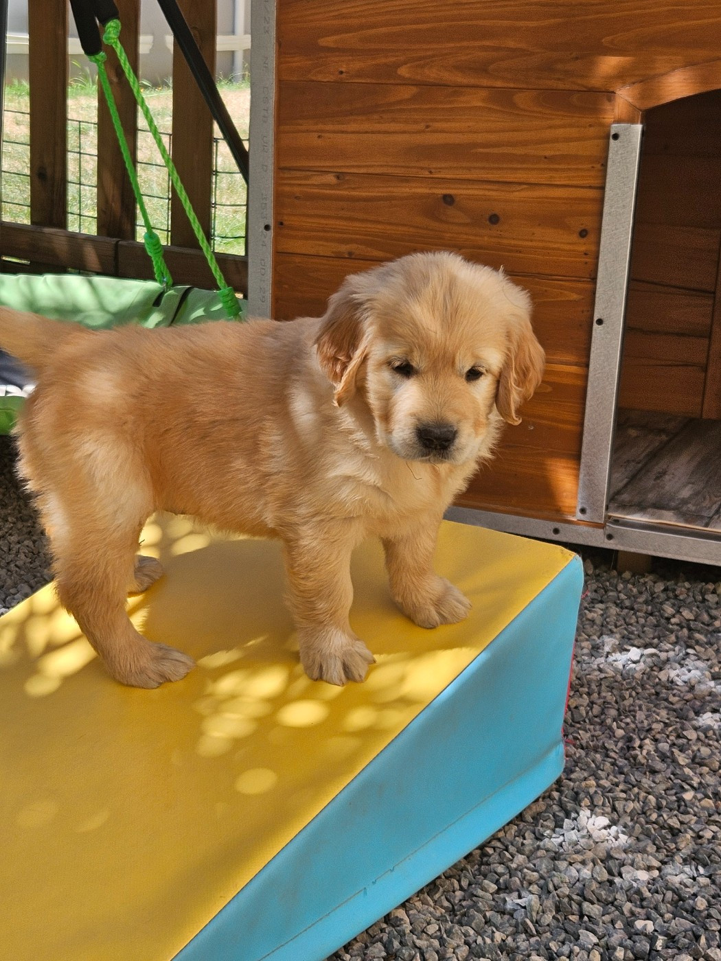 2 petits mâles et 2 petites femelles sont disponibles pour le 27 août