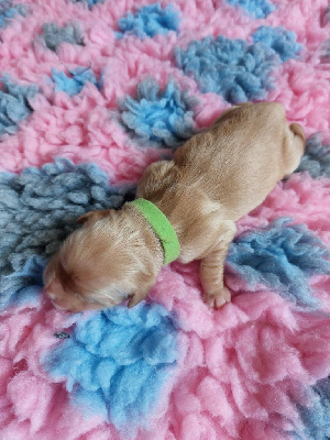 CHIOT 9